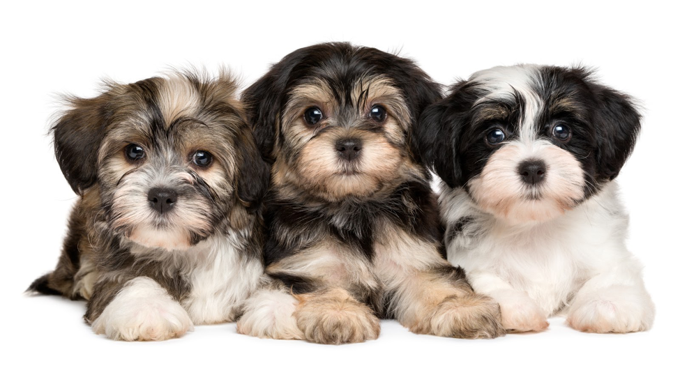 havanese puppies for sale